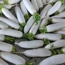 象牙白萝卜