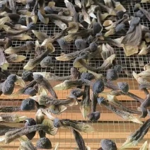 黑皮鸡枞菌新鲜现货基地直发长年供应一二三四级品质好