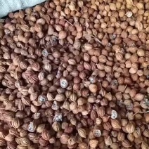 香砂5内开口的。