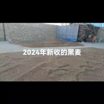 黑小麦