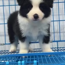 精品边牧幼犬黑白