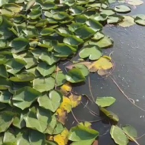 地栽睡莲苗