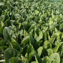 大叶菠菜