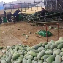 冬瓜