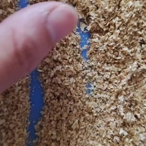 黄粉虫面包虫