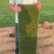草坪特价处理