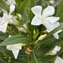 白花夹竹桃60至2米高基地直销规格齐全欢迎老板来电