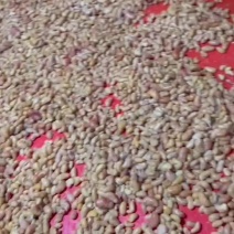 鸡腰子