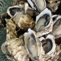广东潮汕汫洲生蚝鲜活摆摊烧烤专用全壳半壳生蚝批发