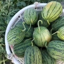 早春口口脆