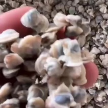 黄沙蚬肉批发，新鲜货，当天煮当天发货，量大从优