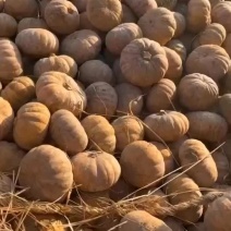 圆磨盘南瓜盘龙204南瓜全黄全粉老南瓜粉甜香芋南瓜