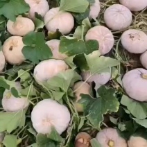 盘龙204南瓜圆南瓜金韩蜜本南瓜香芋南瓜粉糯香甜