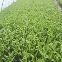 空心菜