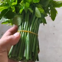 树仔菜