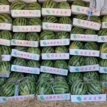 美都西瓜大量供应