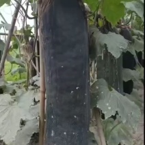 吊冬瓜，黑皮冬瓜，青冬瓜