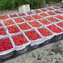 沙密拖