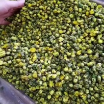 胎菊产地江苏，家人们口感很好。经常加班熬夜的。经常吃烧烤