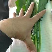 菠菜
