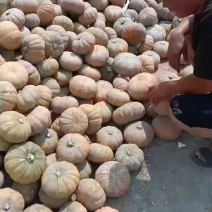 盘龙204南瓜