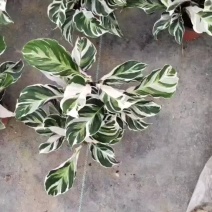 油画竹芋