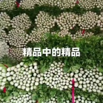 陕西榆林靖边芹菜西芹大棚芹菜产地批发大量供货代发