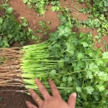 云南香菜