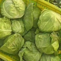 韩绿甘蓝，质量棒棒滴..0.35元直接上车，有意的请联系