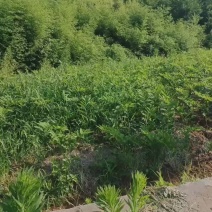 湘玉竹种苗，俗称“猪屎尾”。