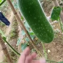 广西毛节瓜吊瓜大量上市，基地瓜，质量保证统一，小瓜