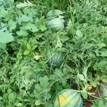 四川露天美都西瓜