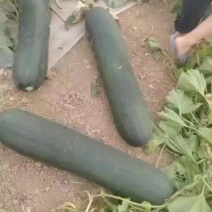 兰陵县精品地冬瓜