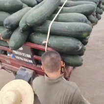 大量供应黑皮冬瓜20斤以上地冬瓜