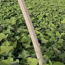 商薯19红薯苗