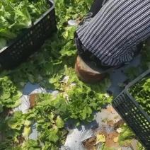 精品大力生菜有需要的联系