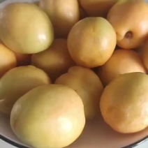 敦煌才李广杏货量充足，货源稳定，可长期批发全国代收代卖