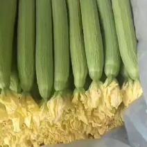 精品鲜花丝瓜，大量供应，欢迎全国各地蔬菜经销商来电洽谈