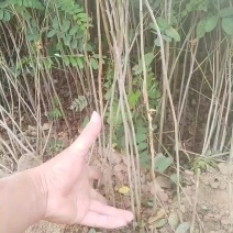 紫惠槐苗，袋苗，高山体护坡绿化工程用苗常年供应