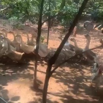 老土鹅
