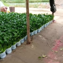 水芙蓉，水葫芦