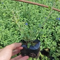蓝星花