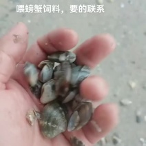 喂螃蟹蛤蜊饲料，花甲，沙甲，