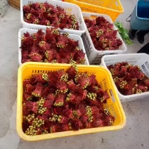 香椿树苗
