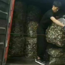 羊肚菌全国发