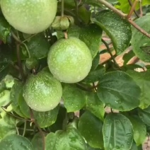 精品百香果大量供应