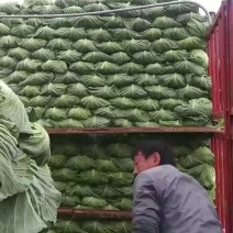 精品高山韩将军包菜，莲花白，基地直供，各大市场超市