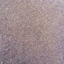 精品丹参种子基地一手免费提供育苗技术