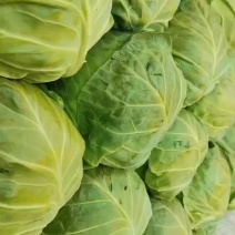 中甘：甘蓝欢迎大家电联