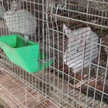 各种优质肉兔